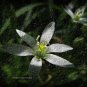 FLOWER - canvas floral photography