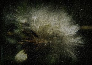 FLOWER - canvas floral photography