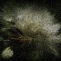 FLOWER - canvas floral photography