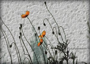 FLOWER - canvas floral photography
