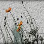 FLOWER - canvas floral photography