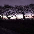 The Tree of Honoured Dance