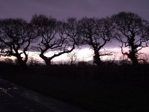 The Tree of Honoured Dance