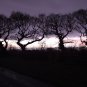The Tree of Honoured Dance