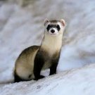 Ferrets