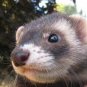 Ferrets