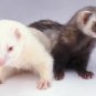 Ferrets