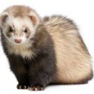 Ferrets