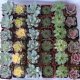 Succulent Wedding Favors