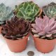 5 Echeveria Succulent Collection