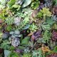 Succulent Cuttings
