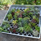50 Succulent Cuttings great for Living Walls wreaths and repotting