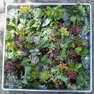 100 Succulent Cuttings great for living walls wreaths wedding favors repotting  succulents