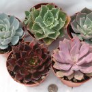 5  (Five) Echeveria Succulent succulents in 4 inch plastic pots wedding favors