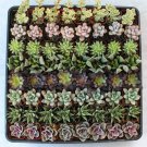 64 (SIXTY FOUR) Succulent Wedding Collection Beautiful succulents favors