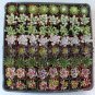 160 (One hundred & Sixty) Wedding Favor Succulent plants succulents