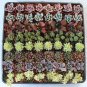 160 (One hundred & Sixty) Wedding Favor Succulent plants succulents