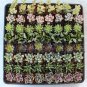 160 (One hundred & Sixty) Wedding Favor Succulent plants succulents