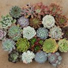 15 Gorgeous Succulents For Sale in 2.5" Containers