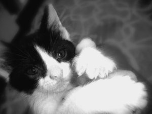Cat black and white photo