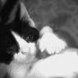 Cat black and white photo