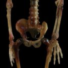 Easy on the Pocket Paul Skeleton Halloween Prop