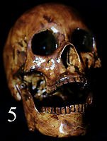 Life Size Corpse Skull Halloween Horror Prop