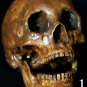 Life Size Corpse Skull Halloween Horror Prop