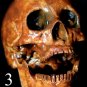 Life Size Corpse Skull Halloween Horror Prop