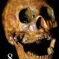 Life Size Corpse Skull Halloween Horror Prop