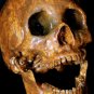 Life Size Corpse Skull Halloween Horror Prop