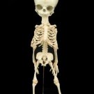 Bucky Fetal Skeleton with Stand 30 week old