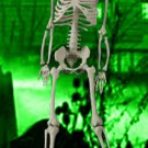 Baby Bucky Skeleton 33.5" Tall Halloween Prop