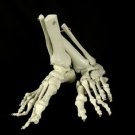 Set of 2 Bucky Skeleton Feet - Left and Right