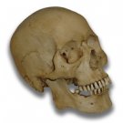 Basil Bloodbone Museum Quality Halloween Skull Prop