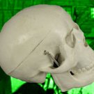 Baby Bucky Skeleton Skull Halloween Prop