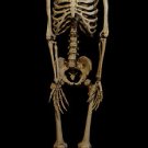 Bony Skeleton 60" Hanging Halloween Decoration