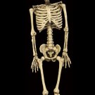 Burke Skeleton 4' Halloween Prop