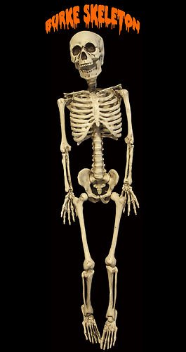 Burke Skeleton 4' Halloween Prop