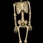 Burke Skeleton 4' Halloween Prop