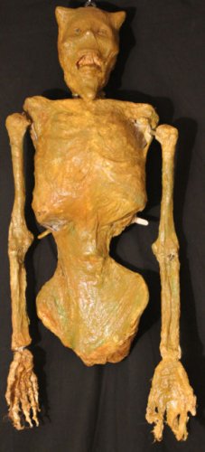 Devil Skeleton Corpse sideshow freak oddity gaff mummy III