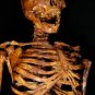 Life Size Aged Bucky Skeleton Corpse Halloween Prop