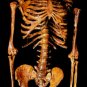 Life Size Aged Bucky Skeleton Corpse Halloween Prop