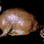 Mummified Rat Halloween Prop