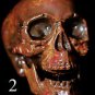 Mini Corpse Skull Halloween Horror Prop