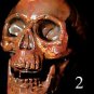 Mini Corpse Skull Halloween Horror Prop