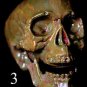 Mini Corpse Skull Halloween Horror Prop
