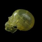 Life-Size Translucent Bucky Skull