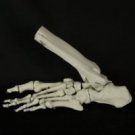 Bucky Foot with Ankle (R or L)