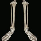 Set of 2 Budget Skeleton Legs - Left and Right